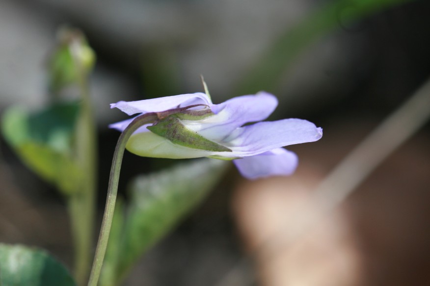 Viola riviniana